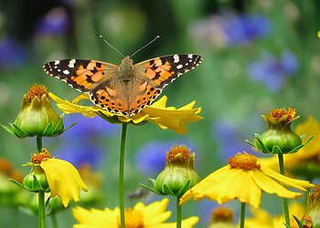 Fotografas Vilmantas Žilinskas: kaip telefonu sukurti tobulą nuotrauką iš arti