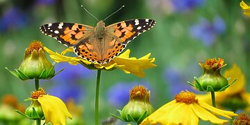 Fotografas Vilmantas Žilinskas: kaip telefonu sukurti tobulą nuotrauką iš arti