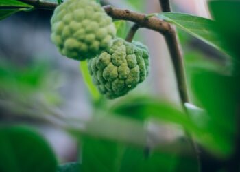 Artėjančiam savaitgaliui – egzotiškosios anonos: ruoškite salsą, veganiškus kepsnelius, krembriulė