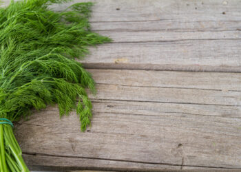 Žalumynų ant palangės užsiauginsite akimirksniu: triukas, kad krapai išdygtų žymiai greičiau