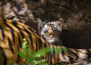 Pasaulinė Žemės diena: ar išsaugosime gyvūnus ateities kartoms?