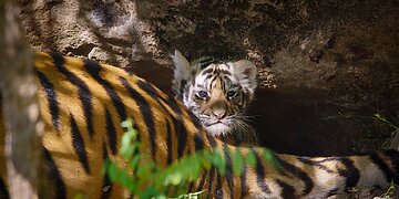 Pasaulinė Žemės diena: ar išsaugosime gyvūnus ateities kartoms?