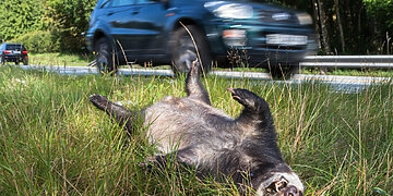 Trečdalis šalies gyventojų yra atsidūrę avarinėje situacijoje dėl į kelią išbėgusio gyvūno