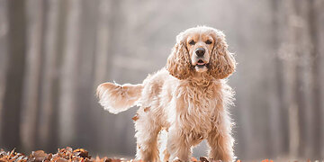 Dažniausiai užduodami klausimai apie gyvūnų globą
