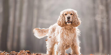 Lietuvoje tūkstančiai keturkojų neturi namų: kaip siekti geresnių sąlygų gyvūnams augintiniams?