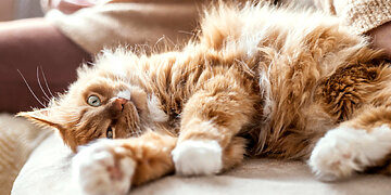 Kaip pasirūpinti kate, karštą dieną paliekant ją namuose?