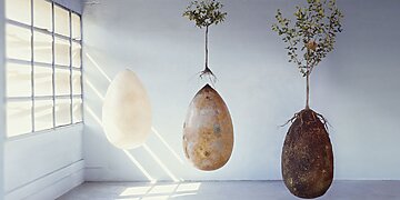 Ekologiškos ir tvarios laidotuvės: ar sutiktumėte, kad jūsų kūnas būtų kompostuotas?