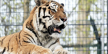 Amūrinis tigras Edas kviečia susipažinti artimiaui: šskirtinis pristatymas vyks šiandien, 15 val.