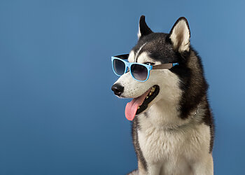 10 neįtikėtinų faktų apie šunis