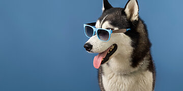 10 neįtikėtinų faktų apie šunis