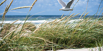 Baltijos jūros gerovė – ne tik pajūrio gyventojų rūpestis: prie prastos situacijos prisideda ir vilniečiai