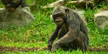 Šimpanzė