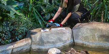 Lietuvos zoologijos sodo žaltys išpranašavo, kokie bus 2025-ieji