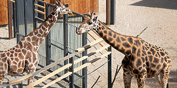 Nuo mažiausios iki didžiausios: kokios širdys plaka Lietuvos zoologijos sode?