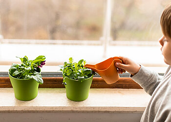 Daiginimas ant palangės: kaip užauginti stiprius ir sveikus daigus?