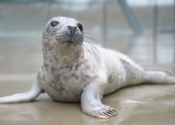 Lietuvos jūrų muziejus pasitinka pirmuosius ruoniukus ir kviečia siūlyti vardus mažyliams