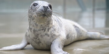 Lietuvos jūrų muziejus pasitinka pirmuosius ruoniukus ir kviečia siūlyti vardus mažyliams