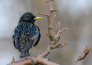 Lietuvoje per 24 metus agrarinio kraštovaizdžio paukščių sumažėjo perpus