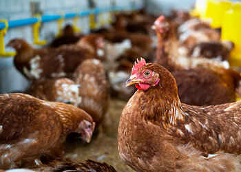 Nei vištų, nei kiaušinių: kaip JAV dorojasi su kiaušinių krize