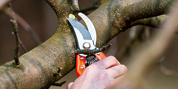 Agronomas įspėja: neteisingas medžių genėjimas gali sukelti daugiau žalos nei naudos