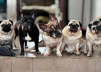 Gražios nuotraukos slepia kančią: kaip nenusipirkti augintinio iš daugintojų?