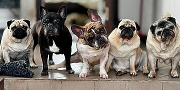 Gražios nuotraukos slepia kančią: kaip nenusipirkti augintinio iš daugintojų?