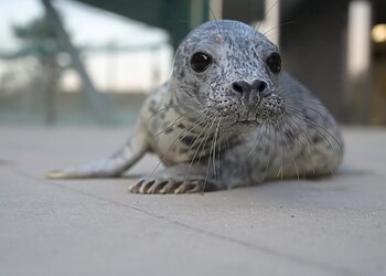 Lietuvos jūrų muziejaus reabilitacijos centre sveikstantys ruoniukai laukia dzūkiškų vardų