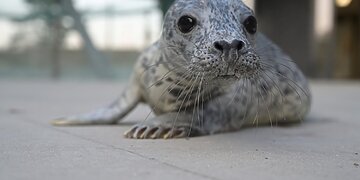 Lietuvos jūrų muziejaus reabilitacijos centre sveikstantys ruoniukai laukia dzūkiškų vardų