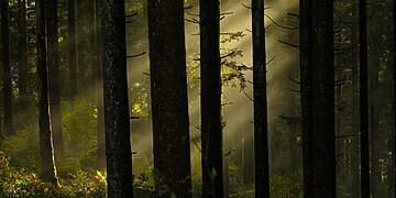 Garsus Ispanijos parfumeris atskleidė, kuo kvepia Lietuva