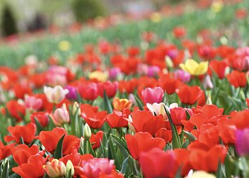 Masiškai žydi tulpės Kauno botanikos sode