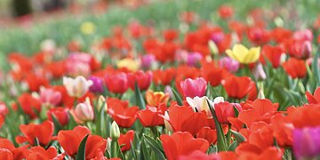 Masiškai žydi tulpės Kauno botanikos sode