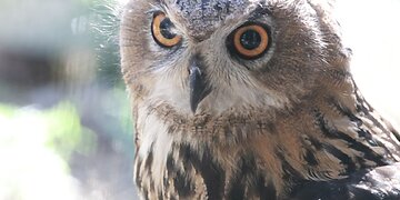 Misija sėkmingai vykdoma – nykstantys apuokai iš Lietuvos zoologijos sodo grįžta į gamtą