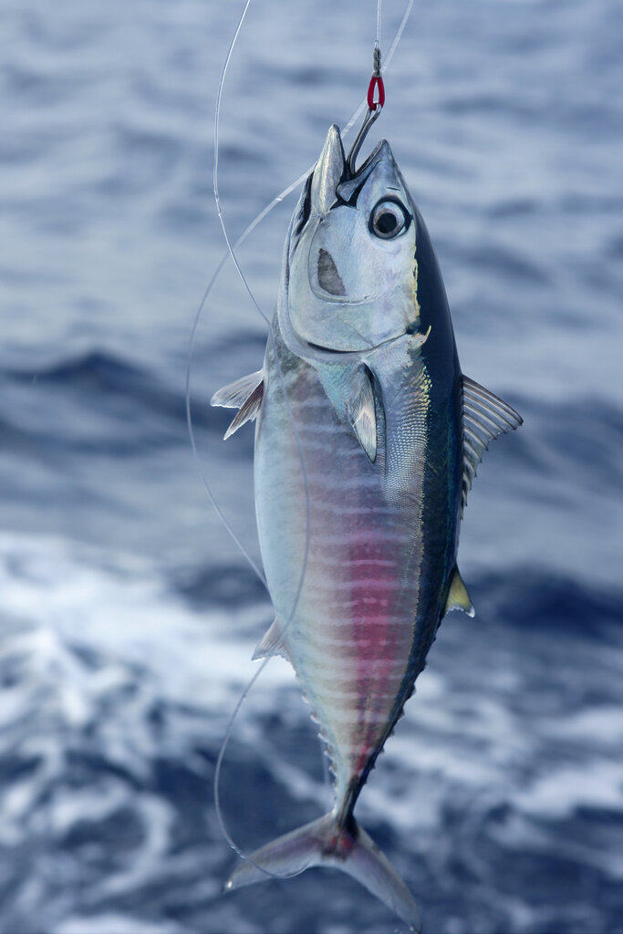 Tunas