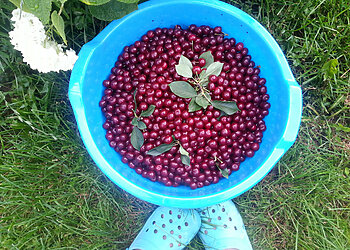 Vasara – vitaminų metas: ką gali duoti lietuviškas derlius, ir kaip jo naudą išsaugoti žiemai?