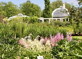 Astilbių žydėjimo metas: tūkstančiai pūkuotų žiedynų kviečia į VDU Botanikos sodą Kaune