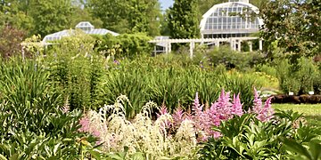 Astilbių žydėjimo metas: tūkstančiai pūkuotų žiedynų kviečia į VDU Botanikos sodą Kaune