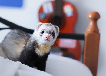 Planuojate auginti katę, šunį ar šešką? Nuo šiol save kaip augintinio šeimininką turite įregistruoti