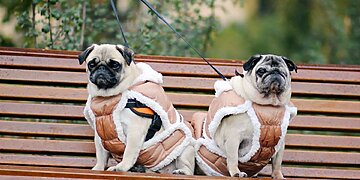 Šalčio sezonas čia pat: kaip užtikrinti augintinio sveikatą ir komfortą