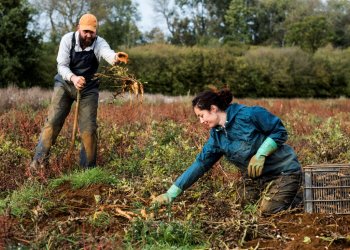 Kad kristų lapai, o ne jūs – kokie pavojai tyko sode rudenį ir kaip nuo jų apsisaugoti?
