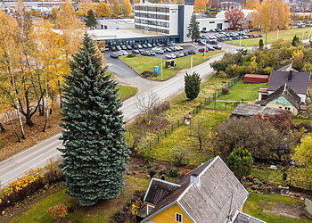 Kaunas išsirinko Kalėdų eglutę: miestą papuoš 65 metų žaliaskarė