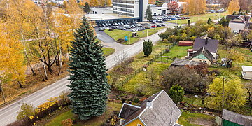 Kaunas išsirinko Kalėdų eglutę: miestą papuoš 65 metų žaliaskarė