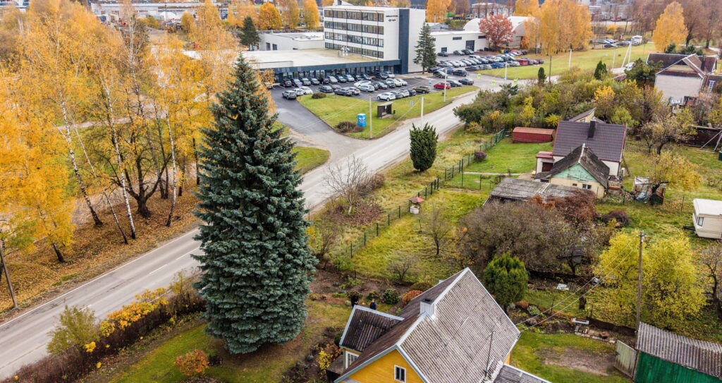 Kaunas išsirinko Kalėdų eglutę: miestą papuoš 65 metų žaliaskarė