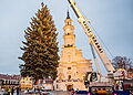 Kauno Kalėdų eglutės kelionė į Rotušės aikštę: įžiebimas po savaitės