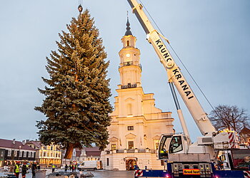 Kauno Kalėdų eglutės kelionė į Rotušės aikštę: įžiebimas po savaitės