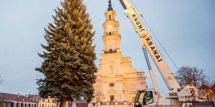 Kauno Kalėdų eglutės kelionė į Rotušės aikštę: įžiebimas po savaitės