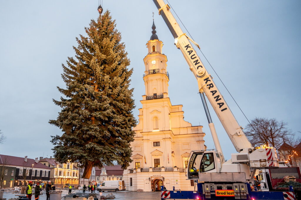 Kauno Kalėdų eglutės kelionė į Rotušės aikštę: įžiebimas po savaitės
