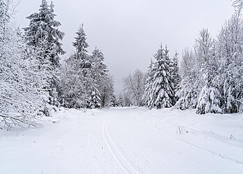 Sniegas ant medžių