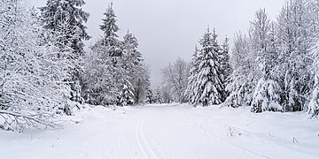 Sniegas ant medžių