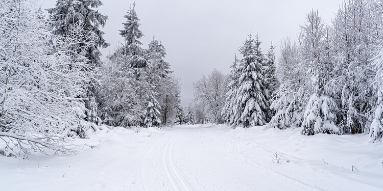 Sniegas ant medžių
