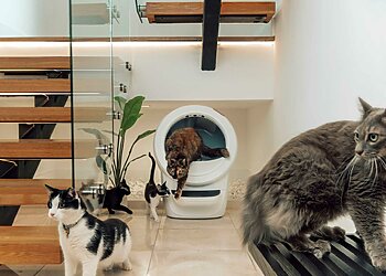 Didžiausias kačių augintojų galvos skausmas: kaip kraiko dėžė tampa konfliktų priežastimi?